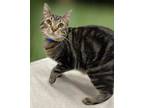 Adopt CLARK a Brown Tabby Domestic Shorthair / Mixed (short coat) cat in Peoria
