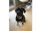 Adopt Gigi a Black Mastiff / Mixed dog in Windsor, ON (34600731)