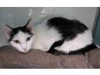 Adopt Sasha a White Domestic Shorthair / Domestic Shorthair / Mixed cat in