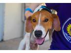 Adopt DRYDEN a Tricolor (Tan/Brown & Black & White) Treeing Walker Coonhound /