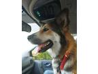 Adopt Soringa a Brown/Chocolate Husky / German Shepherd Dog dog in Ocala