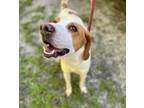 Adopt ROMEO a Brown/Chocolate - with White Treeing Walker Coonhound / Mixed dog