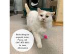 Adopt Dragon Fruit a White Domestic Longhair / Domestic Shorthair / Mixed cat in