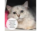 Adopt Coconut a Gray or Blue Domestic Longhair / Domestic Shorthair / Mixed cat