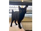 Adopt Firefly a All Black Domestic Shorthair / Domestic Shorthair / Mixed cat in
