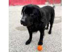 Adopt Athena a Black Retriever (Unknown Type) / Collie / Mixed dog in Toronto
