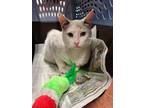 Adopt Carl a Siamese / Mixed (short coat) cat in Detroit, MI (34599052)