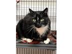 Adopt Kraven a Domestic Shorthair / Mixed (short coat) cat in Saint Albans