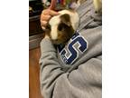 Adopt Zoe a Guinea Pig small animal in Vineland, NJ (34598978)