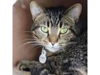 Adopt Howie a Brown or Chocolate Domestic Shorthair / Mixed cat in Normal