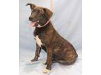 Adopt Sully a Brindle Terrier (Unknown Type, Medium) dog in Forrest City