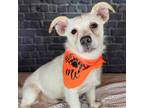 Adopt Cyrus a White - with Tan, Yellow or Fawn Jack Russell Terrier / Terrier