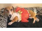 Adopt Carmen2 a Red/Golden/Orange/Chestnut - with White Dachshund / Mixed dog in
