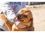 Adopt Scooby a Tan/Yellow/Fawn Golden Retriever / Mixed dog in Decatur