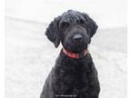 Adopt Mozart a Black Schnauzer (Giant) / Mixed dog in Toronto, ON (34597367)