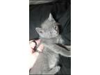 Adopt Piper a Gray or Blue Chartreux / Mixed (short coat) cat in Portland