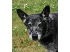 Adopt Haven a Merle Australian Cattle Dog / Australian Kelpie / Mixed dog in
