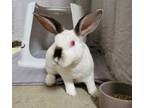 Adopt Alfie A Mini Rex / Mixed Rabbit In Oceanside, CA (34593180)
