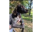 Adopt Polly a Tan/Yellow/Fawn - with White German Shorthaired Pointer / Mixed