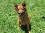 Adopt ODIE a Red/Golden/Orange/Chestnut German Shepherd Dog / Golden Retriever /