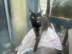 Adopt Posie a Tortoiseshell Domestic Shorthair / Mixed (short coat) cat in North