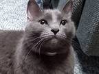 Adopt Max the Grey Cat a Domestic Shorthair / Mixed cat in Peoria, IL (34593154)