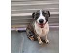 Adopt Pete a Pit Bull Terrier dog in Calgary, AB (34593077)