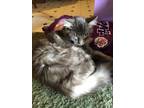 Adopt No name a Gray, Blue or Silver Tabby American Wirehair / Mixed (long coat)