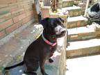 Adopt Layla a Black - with White Border Collie / American Pit Bull Terrier /