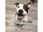 Adopt Brandy 220377 a Black Pit Bull Terrier / Mixed dog in Escanaba