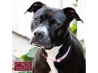 Lilly, American Staffordshire Terrier For Adoption In Marina Del Rey, California