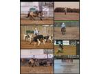 Proven buckskin mare with cow horse pedigree