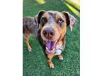 Adopt DIEGO a Catahoula Leopard Dog, Mixed Breed