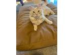 Adopt Butters a Domestic Long Hair, Maine Coon
