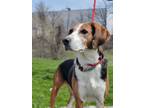 Adopt Echo a Treeing Walker Coonhound, Mixed Breed