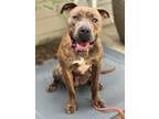 Adopt October A Staffordshire Bull Terrier