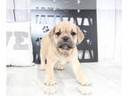 English Bulldog-Pug Mix PUPPY FOR SALE ADN-382123 - Elsa Female Mini Bulldog