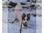 Pomsky PUPPY FOR SALE ADN-382324 - Basil from our Spice Litter