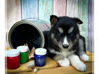 Siberian Husky PUPPY FOR SALE ADN-381920 - AKC Siberian Husky Puppies