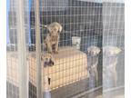 Labrador Retriever PUPPY FOR SALE ADN-382267 - AKC SILVER LAB PUPPY