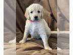 Goldendoodle PUPPY FOR SALE ADN-381958 - Adorable Goldendoodle puppies