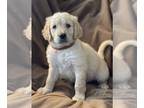 Goldendoodle PUPPY FOR SALE ADN-381960 - Adorable Goldendoodle puppies