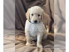 Goldendoodle PUPPY FOR SALE ADN-381962 - Adorable Goldendoodle puppies