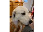 Adopt Lexa - in MA a Great Pyrenees