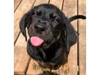 Adopt Mr. Darby a Black and Tan Coonhound