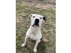 Adopt Motley a White - with Black Pit Bull Terrier / Dalmatian / Mixed dog in