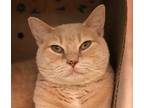 Adopt Sarabi a Domestic Shorthair / Mixed cat in Sioux City, IA (34611424)