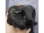 Adopt Ebony a Guinea Pig small animal in Middletown, RI (34611468)