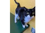Adopt Zorro a All Black Domestic Shorthair / Domestic Shorthair / Mixed cat in