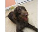 Adopt Hersey a Labrador Retriever / Poodle (Standard) / Mixed dog in York
